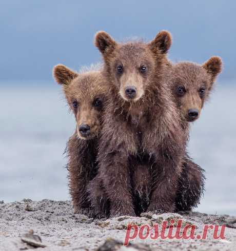 Выбраны самые смешные фотографии дикой природы - 20 октября 2022 | Новости Mail.ru