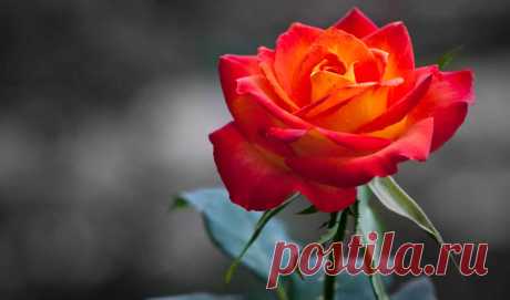 Обои роза, roses, flowers , раздел Цветы, размер 2560x1440 HDTV -  картинку на рабочий стол и телефон