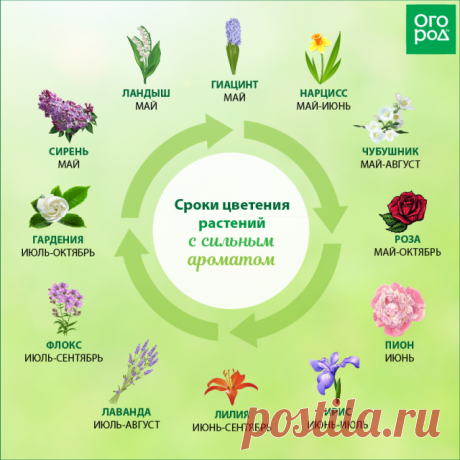 Что посадить в цветнике, чтобы наполнить сад незабываемым ароматом | Цветники и клумбы (Огород.ru)
