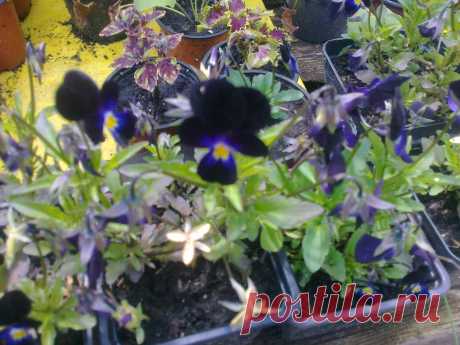 Виола трехцветная черная (Viola tricolor black)