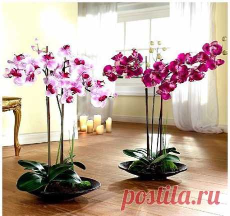 4 способа размножения орхидей