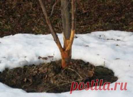 Плодовые деревья: что делать с зимними ранами - Садоводка