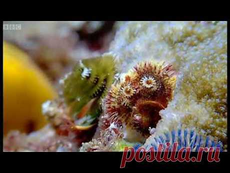 Coral reef wonderland - Wild Indonesia - BBC - YouTube