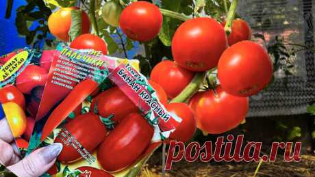 Посадив эти 3 сорта томатов вы будете собирать хороший крупный урожай | Маленькая Дача | Дзен