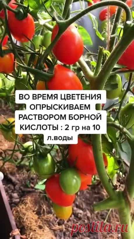 Секреты для отличного урожая томатов 🍅