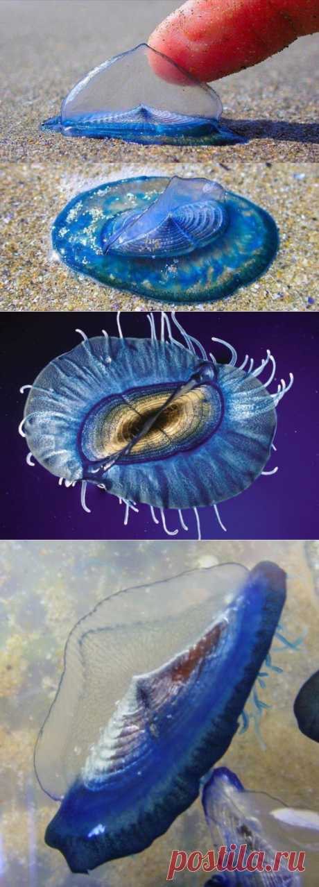 (+1) тема - Единственное и неповторимое животное Velella (ФОТО) | САМЫЙ СОК!