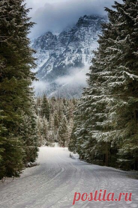 Mountains and pine trees in Winter. ❄️⛄️❄️⛄️❄️  |  Pinterest • Всемирный каталог идей