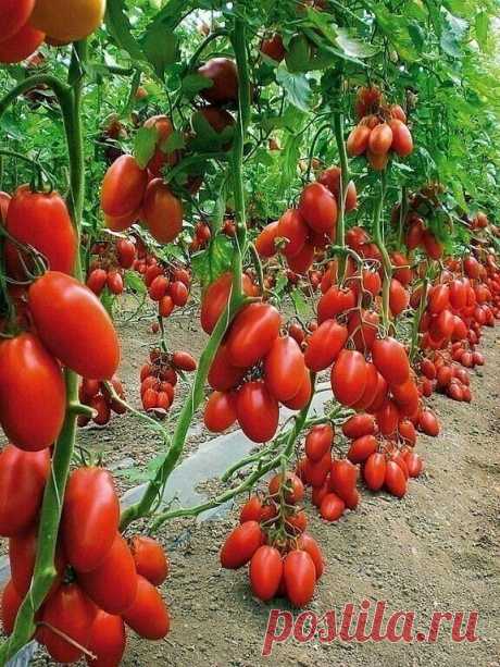 Удобрение своими руками для шикарного урожая томатов