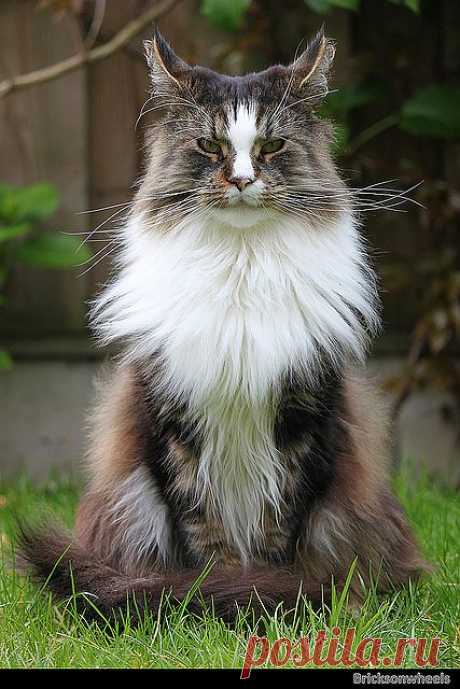 Maine Coon Mario | Flickr - Photo Sharing!