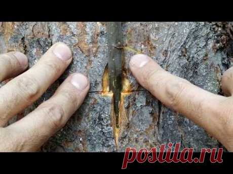 прививка на ствол старого дерева летом \ grafting on the trunk of an old tree in the summer