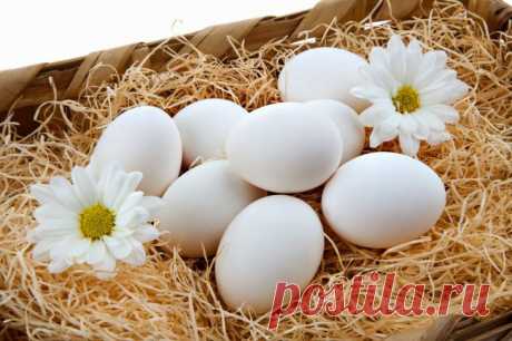 Как правильно хранить яйца - интересные факты, познавательные статьи, цифры и новости - Facte.ru