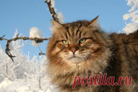 «Данная порода имеет очень густую шерсть. Представители "сибирских котов" достигают 9 кг,» — карточка пользователя irinagubanova86 в Яндекс.Коллекциях