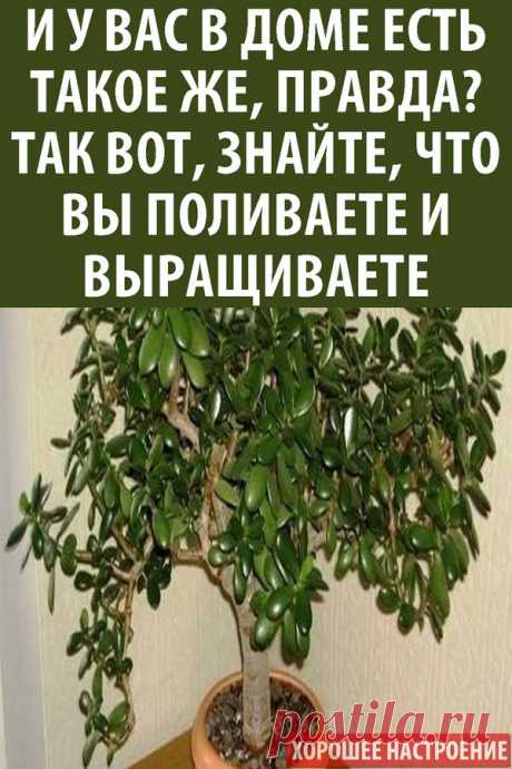 И у вас в доме есть такое же, правда? Так вот, знайте, что вы поливаете и выращиваете