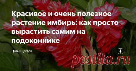 Красивое и очень полезное растение имбирь: как просто вырастить самим на подоконнике Всё, прекращаем покупать имбирь в магазине и начинаем растить его дома. Тем более сделать это очень даже просто. Зачем скажете? Сразу по двум причинам. Во-первых, это очень полезный продукт во всех отношениях, который будет всегда под рукой. Кстати, если лимон в чае теряет свои свойства, то имбирь нет, и делает напиток очень полезным. Во-вторых, имбирь растет очень красиво и напоминает бам...