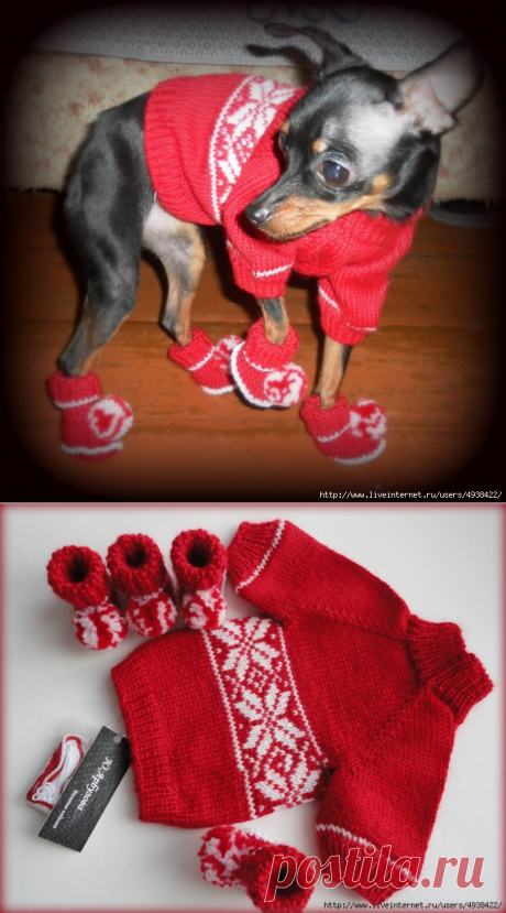 Свитер для собаки и пинеточки-ботинки (Knitting for dogs).