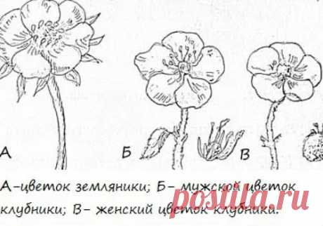 КАК ОПРЕДЕЛИТЬ ЖЕНСКИЕ КУСТЫ КЛУБНИКИ
Сохраните, чтобы не потерять!

 Что нужно делать? Обязательно поливайте клубнику, ведь сейчас закладывается будущий урожай. И своевременно займитесь размножением кустов клубники. В этом деле нужно знать некоторые премудрости.

Для того, чтобы собирать обильный урожай, нужно убедиться, что на грядке преобладают кусты женского пола. Ведь плодоносят в основном женские растения, а мужские хоть и дают небольшое количество ягод, отвечают они...