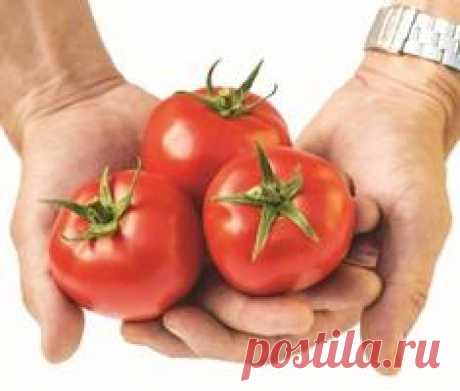 Письмо «Проверенные сорта крупноплодных томатов, как проверить семена на всхожесть, как приготовить стимуляторы роста растений» — КЛУБ 7 ДАЧ — Яндекс.Почта