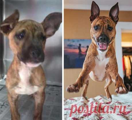 Люди взяли собак из приютов, и их фото «до» и «после» говорят о счастье громче слов