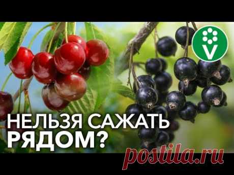 НЕ САЖАЙТЕ ЭТИ САДОВЫЕ КУЛЬТУРЫ РЯДОМ! О совместимости плодовых деревьев