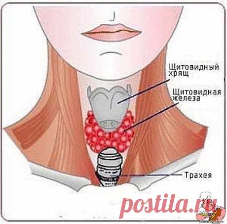 ЛЕЧЕНИЕ ЩИТОВИДКИ НАРОДНЫМИ СРЕДСТВАМИ - RecipesHome.ru