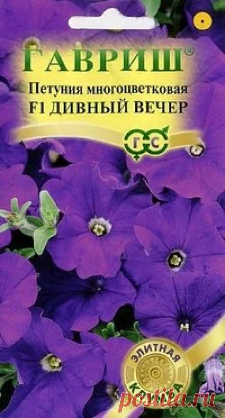 Семена. Петуния многоцветковая "Дивный вечер", F1 (10 штук) Всхожесть: 93%.
Роскошное однолетнее растение с высокой устойчивостью к стресс-факторам. Эта гибридная форма петунии имеет компактный кустик до 30-35 см. Цветки широковорорончатые, бархатисто-синие, до 5,5-6,5 см в диаметре, с прочной фактурой, не страдают во время дождей. 

Посев...