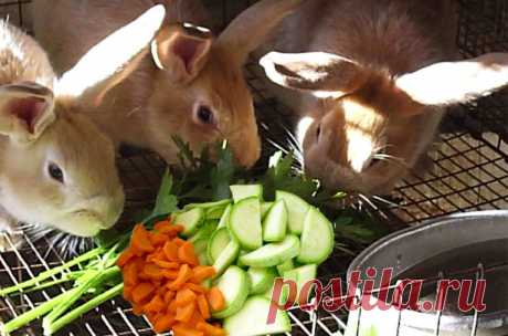Можно ли кроликов кормить кабачками и в каких количествах?