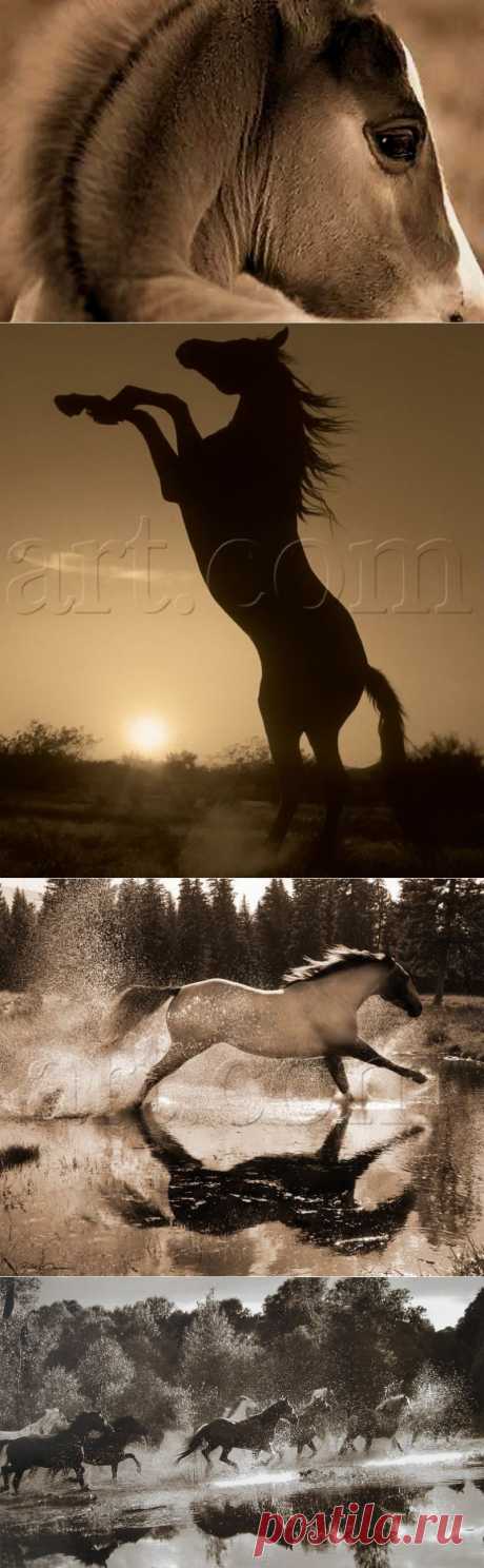 Красивые фотографии лошадей | Newpix.ru - позитивный интернет-журнал