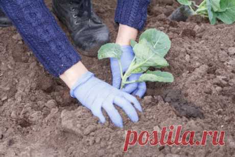 Как уберечь рассаду и недавно пересаженные растения от палящего солнца | Рассада (Огород.ru)