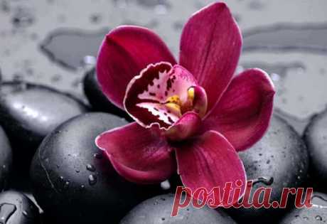Орхидея: как часто поливать, как ухаживать? Орхидеи в комнатных условиях - FB.ru