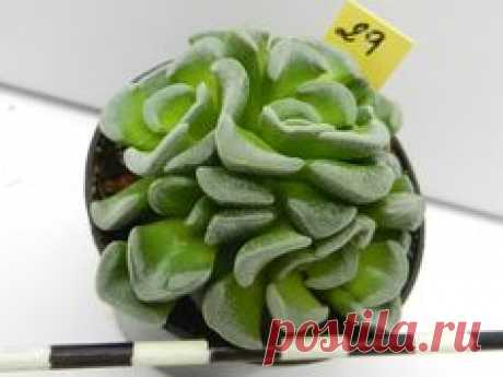 Crassula mesembrianthemopsis