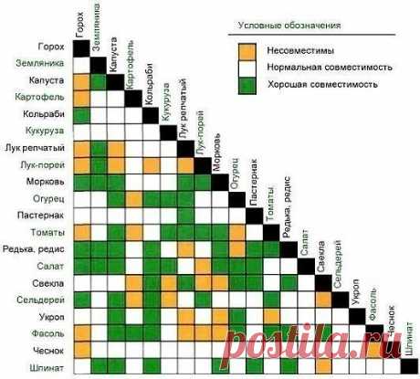 ОВОЩИ, КОТОРЫЕ СТОИТ ПОСАДИТЬ РЯДОМ ДРУГ С ДРУГОМ 

1. Чудесное трио: кукуруза, горох и тыква. Секрет их совместного выращивания знали ещё американские индейцы. Кукуруза даст опору гороху, который насыщает почву азотом. А тыква в свою очередь не даёт расти сорнякам. 

2. Ещё одно удачное сочетание: лук и морковь. Лук спасает морковь от вредителей, так как выделяет вещество (аллицин), обладающее инсектицидным и фунгицидным действием. 

3. Помидоры и базилик - не только удач...