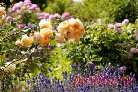 10 цветов, которые наполнят сад неповторимыми ароматами. Сорта, описание, фото — Ботаничка.ru