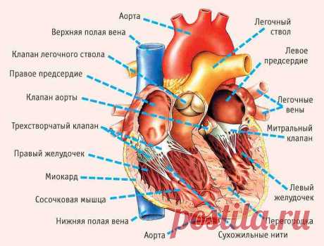 11 симптомов, указывающих на серьезные проблемы с сердцем!