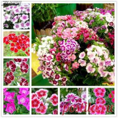 300pcs Chinese Pink Dianthus Chinensis Perennial Flower Bonsai Seeds Dianthus originating in China, is a perennial herbïŒit is a traditional Chinese flowers. After the introduction and artificial cultivation, it is now widely distributed in the world.

Flower language: mother's love, pure love.

Ornamental value...