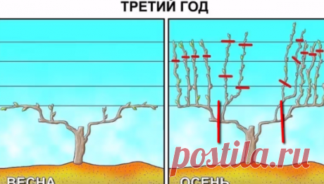 Обрезка винограда осенью. И пара приемов для повышения плодоношения | Любимая Дача | Яндекс Дзен