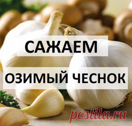 ЗАГОРОДНЫЙ ДОМ или Во саду ли, в огороде