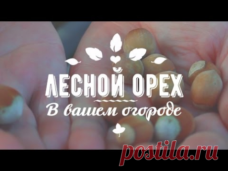 ЛЕСНОЙ ОРЕХ РАСТЁТ В ОГОРОДЕ! Красная лещина! Посадка, выращивание, уход, польза