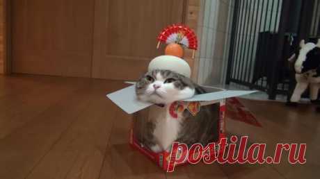 Мару – самый популярный кот - Лучшие фото из Интернета