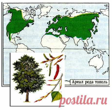 Породы древесины. Тополь. | Для тех, кто любит работать с деревом