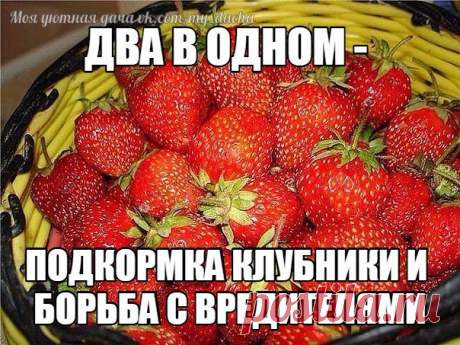 Два в одном - подкормка клубники и борьба с вредителями 

Моя подруга жалуется, что не успевает собирать ягоды - их так много. Утверждает, что секрет в этой подкормке. Может кого то заинтересует, попробуйте. 

Состав: 1 стакан золы залить 1-2 литрами.....

ПРОДОЛЖЕНИЕ ЗДЕСЬ