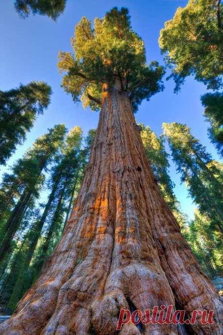 niceoutdoors:
“General Sherman Tree - Sequoia National Park, Tulare County, California, United States
”