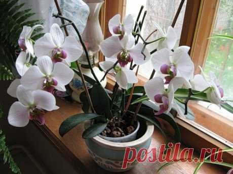 Чтобы обильно цвели орхидеи