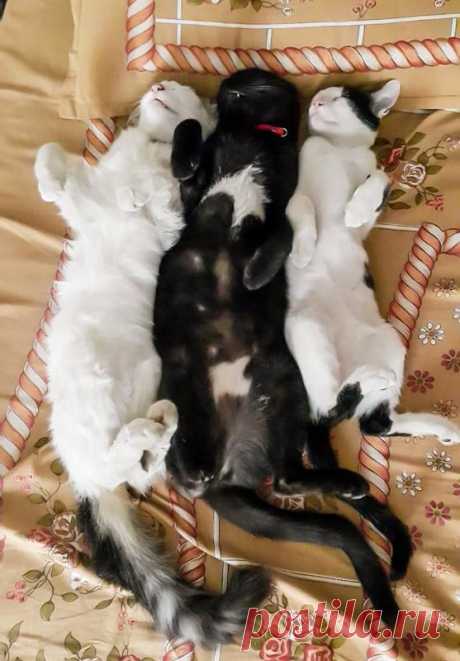 15 очень смешных фото котиков, которые спят в причудливых позах - Летидор