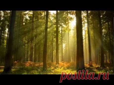 ▶ Background Music Instrumental - Piano &amp; Nature - Relax Daily N°005 - YouTube