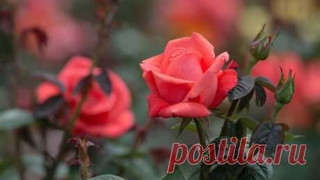 5 вещей губят розу в саду | Секреты садоводства | Яндекс Дзен