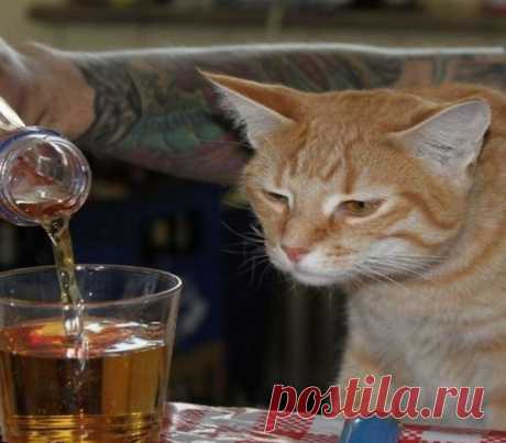 Cat looking as someone fills a glass with an alcoholic beverage. | Funny cats
