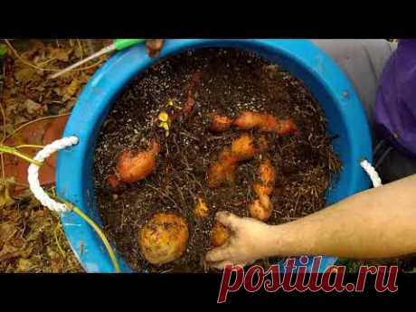 Sweet potato harvest