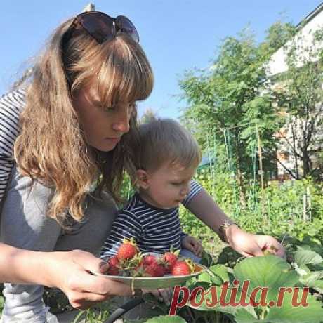 Уход за клубникой в июне на даче: как получить хороший урожай дождливым летом