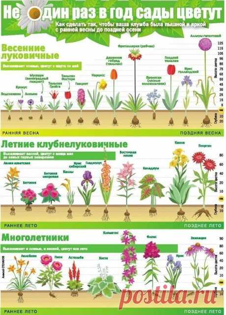 25 важных шпаргалок для садоводов-огородников / Домоседы