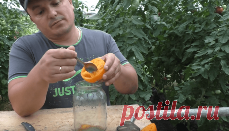 Как правильно собрать семена с томата / Домоседы